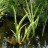 Аир, форма с бело-зелеными листьями, Acorus calamus - Аир болотный, форма с бело-зелеными листьями, Acorus calamus весной